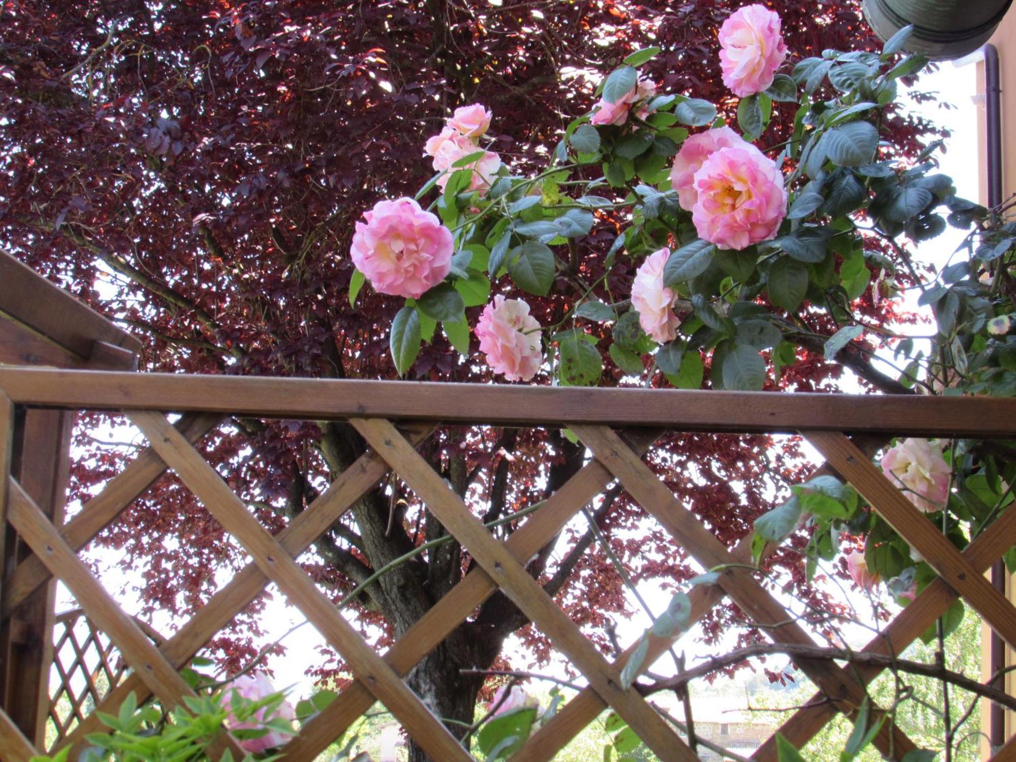 Casa Angolo Delle Rose ออร์เวียโต ภายนอก รูปภาพ
